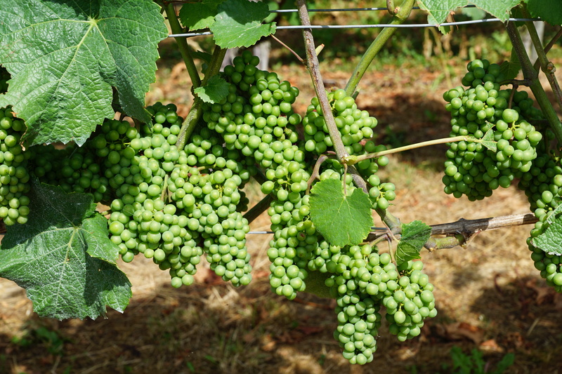 plant part, green color, land, aroma, agriculture, green, womens day, crop, growth, relaxation, garden, field, freshness, plantation, nature, cellular