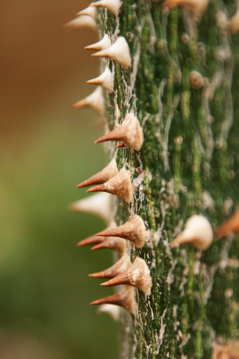 1080P, thorny, Wood, fragility, plant stem, thorns, trunk, thorn, focus on foreground, Plant, defence, pointed, Nature, growth, outdoors, human body part