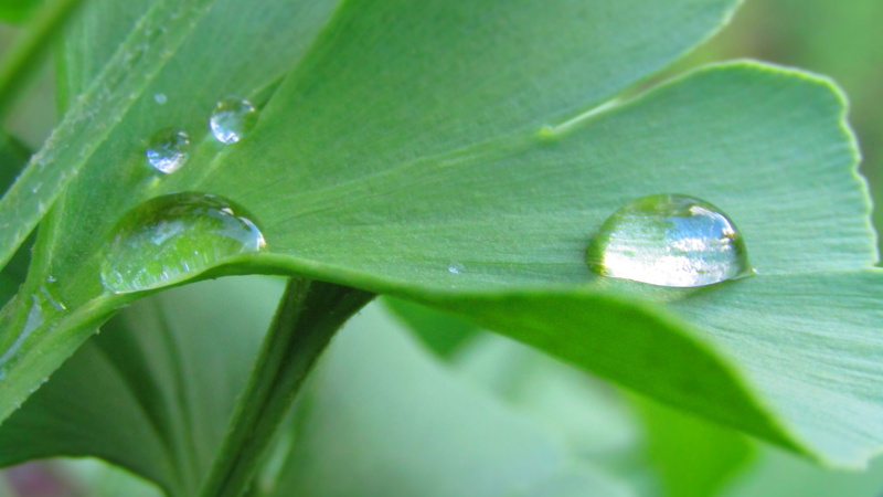 rain, water drop, close-up, nature, outdoors, wet, macro, beauty in nature, 5K, no people, bright, purity, maidenhair tree, plant part, raindrop, green