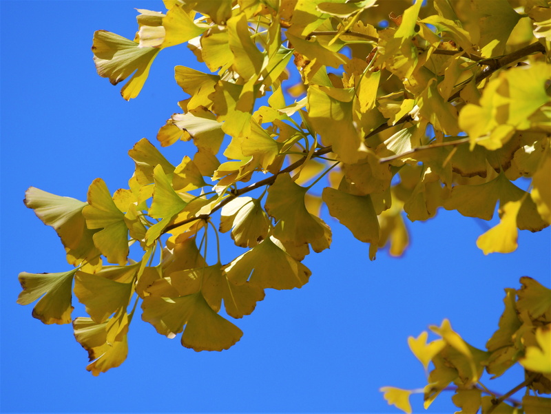 branch, yokosuka, japan, leaves, gingko tree, day, sunlight, red, yellow, beauty in nature, maidenhair tree, vein, green, yellow leaves, growth, outdoors