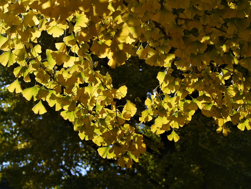 huang, tranquility, vein, yellow, 4K, maidenhair tree, freshness, maple leaf, autumn, otsu park, nature, green, kanagawa japan, branch, plant part, no people