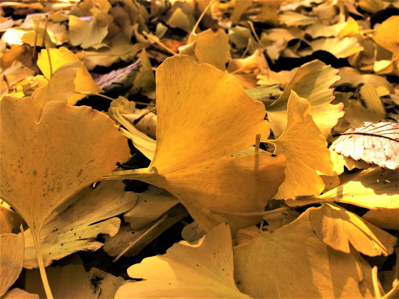 autumn, maidenhair, fragility, otsu park, falling, Gingko, tree, backgrounds, fall, plant part, backlight, sunlight, plant, close-up, vulnerability, yokosuka