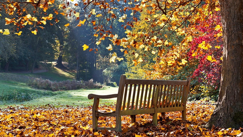 leaves, seat, day, autumn, outdoors, tranquil scene, change, park, deciduous, fall, sunlight, scenics - nature, beauty in nature, nature, landscape, park - man made space