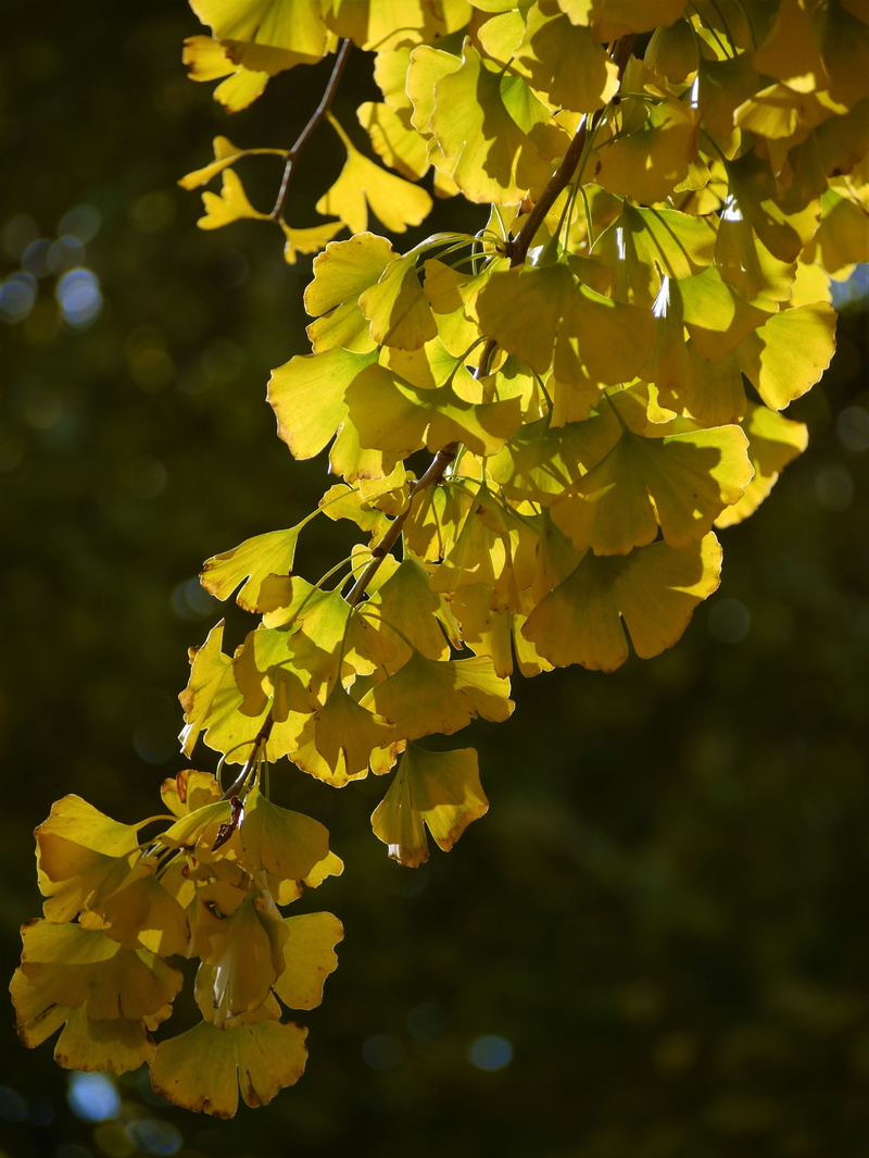 plant, flower, outdoors, late autumn, maidenhair tree, branch, nature, plant part, yellow leaves, focus on foreground, yellow, fragility, no people, japan