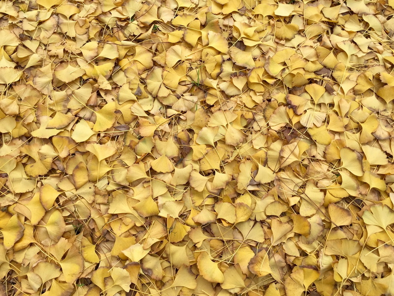 fan, outdoors, autumn collection, Leaves, Texture, Yellow, maidenhair tree, fragility, large group of objects, background, close-up, beauty in nature, plant part
