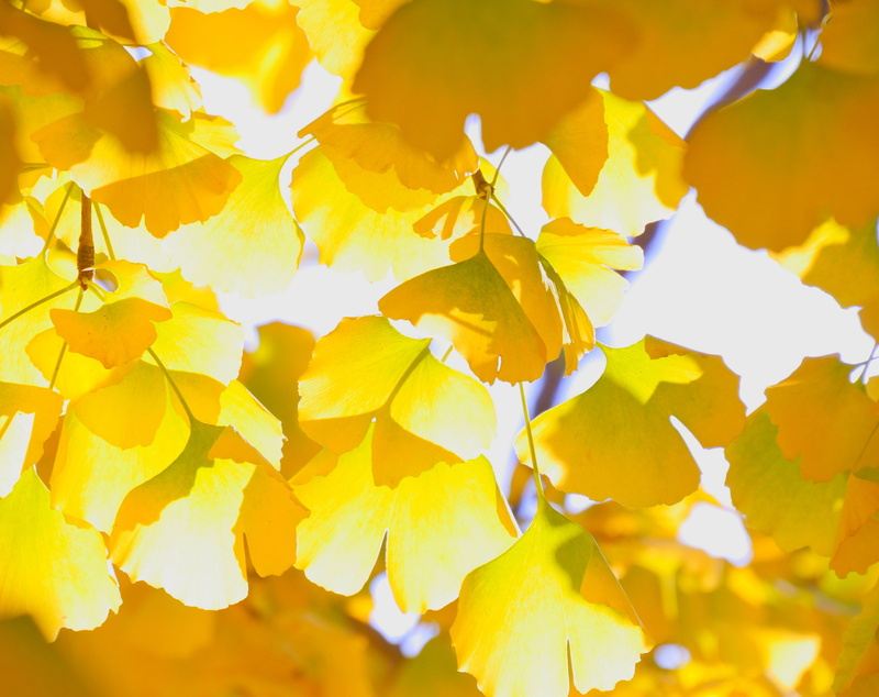 freshness, nature, beauty in nature, Fall, Yellow, day, change, Gold, flower head, plant part, close-up, Branch, ginkgo, flower, fragility, growth, Leaves