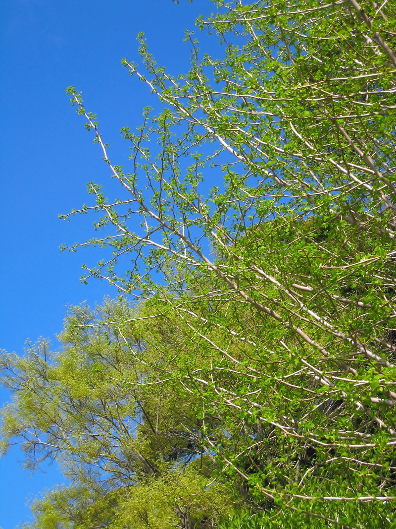 tranquil scene, blue, sunlight, bright green, low angle view, plant, april, outdoors, yokosuka, maidenhair tree, ginkgo biloba, nature, new shoots, kanagawa japan