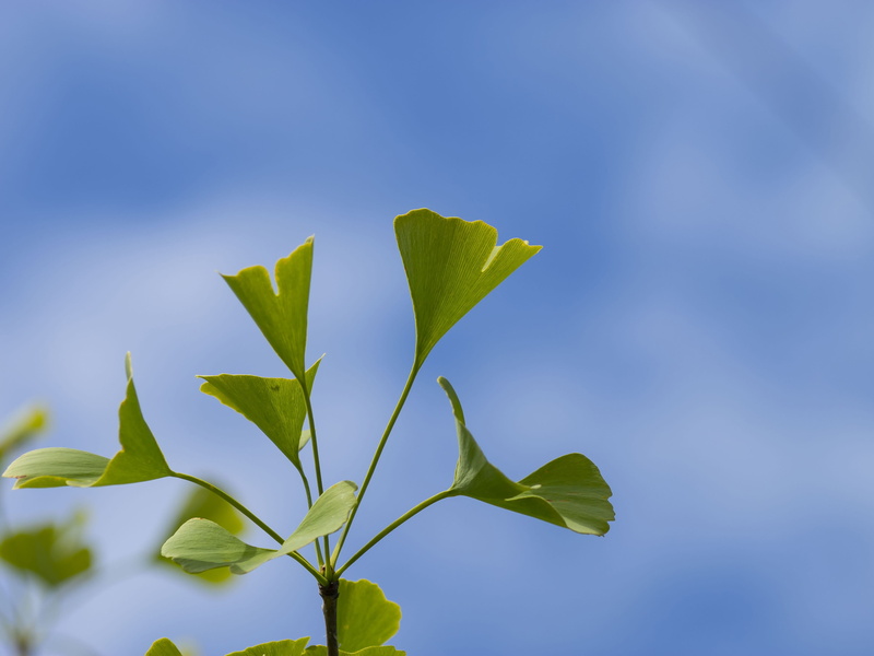 nature, maidenhair tree, close-up, plants, environment, plant, ginkgo, flora, branches, leaf, 4K, sky, growth, beauty in nature, biloba, tree, freshness
