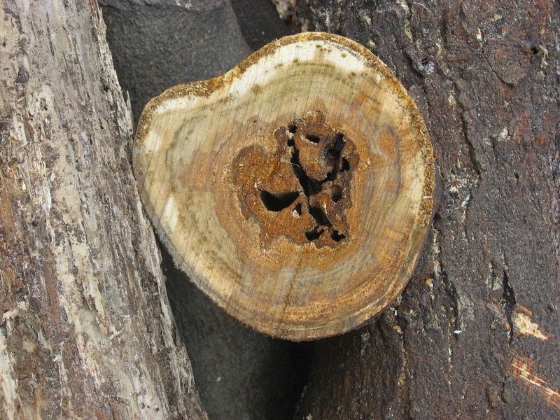 close-up, still life, tree rings, textured, shape, day, otsu park, bark, rusty, outdoors, sunlight, japan, high angle view, stump, weathered, 2K, kanagawa japan