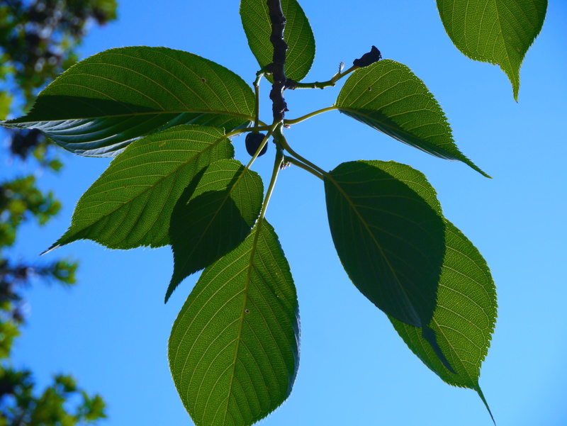 freshness, green Color, green, outdoors, low angle view, branch, leaf vein, sunlight, clear sky, no people, vein, plant part, leaves, cherry, tree, cherries
