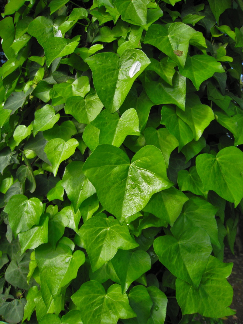 japan, freshness, nature, plant, the vine, ivy, leaf, kanagawa japan, high angle view, growth, foliage, no people, close-up, leaves, beauty in nature, lush foliage
