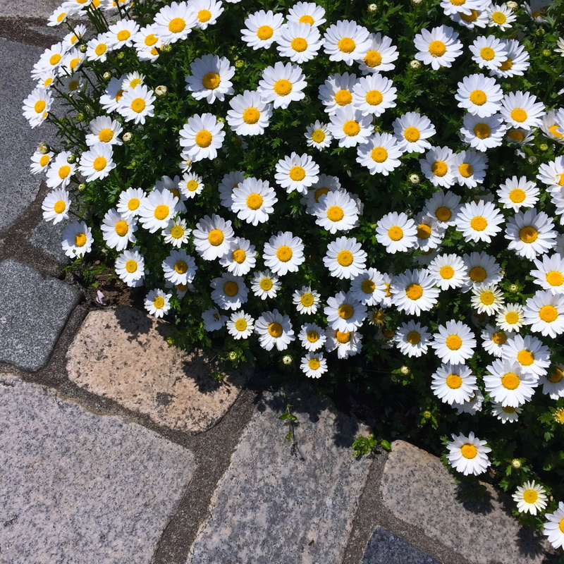 yellow, otsu park, petal, yokosuka, pistil, flower, chrysanthemum, growth, Daisy, beauty in nature, many, plant, aroma, vulnerability, outdoors, high angle view