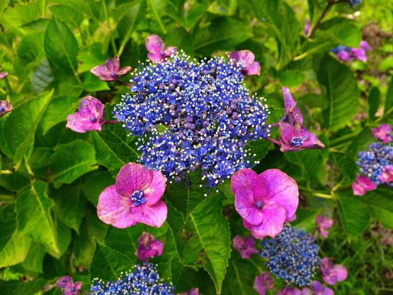 vulnerability, flower head, otsu park, nature, flowering plant, plant, fragility, flowers, day, red purple, leaf, plant part, hydrangea, no people, petal