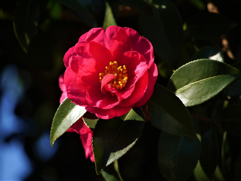 pink color, nature, flowering plant, no people, plant part, outdoors, rose - flower, branch, kanagawa japan, pollen, camellia, yellow, flower head, freshness