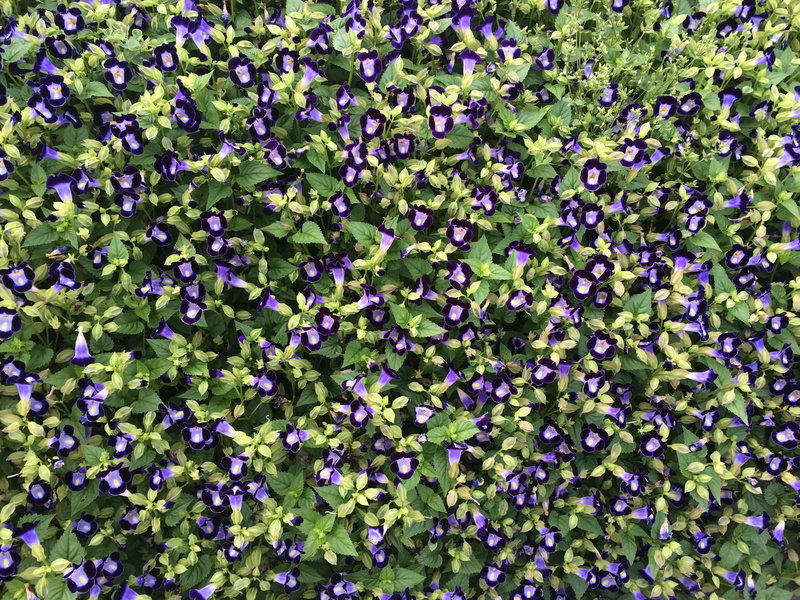 beauty in nature, flowers, fragility, plant, no people, plant part, flower, otsu park, nature, outdoors, high angle view, flowering plant, 2K, leaf, blue