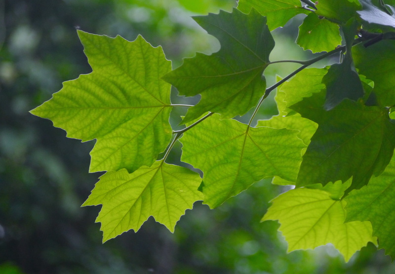 freshness, tree, maple, leaf, outdoors, aceraceae, sunlight, plant part, green color, mono maple, deciduous tree, kaede, itaya-kaede, focus on foreground