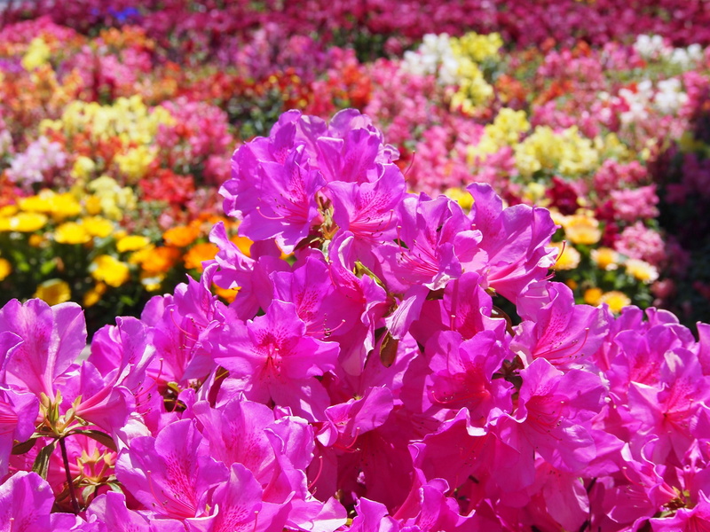 flower head, many, pure white, pink color, flowers, flower bed, flowering plant, focus on foreground, petal, freshness, fragrance, antomasako, cute, flowerbed