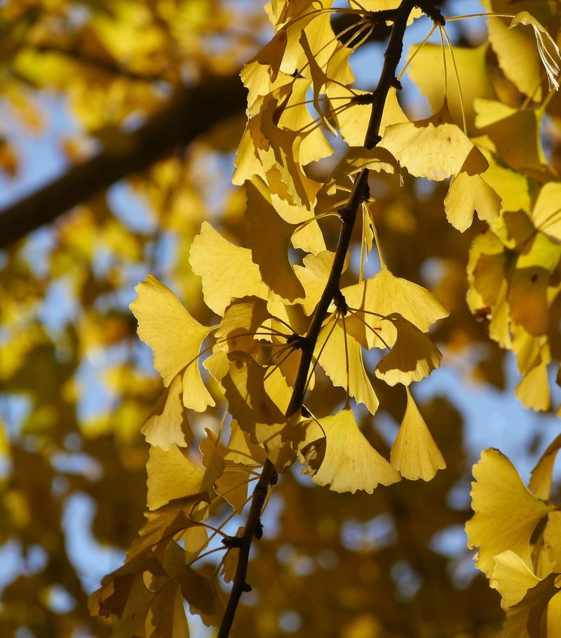 growth, fragility, natural condition, yellow leaves, flower, flowering plant, day, blue sky, focus on foreground, springtime, yellow, no people, maidenhair tree