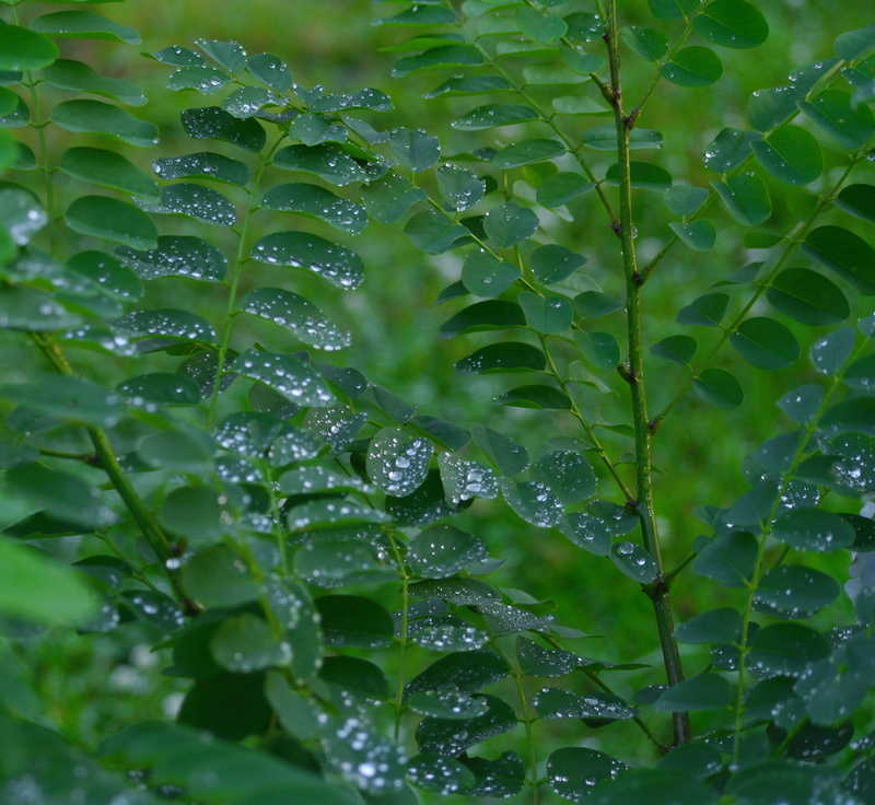 rainy season, outdoors, japan, promenade, purity, Drop, plant part, Rain, no people, Drop Of Water, close-up, drop, green color, Leaf, wet, rain, growth