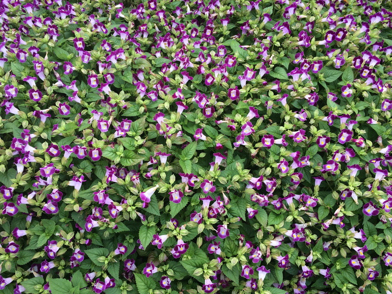 Floret, leaf, beauty in nature, pink color, yokosuka, flowering plant, green color, high angle view, Flowers, freshness, flower head, 2K, purple, growth