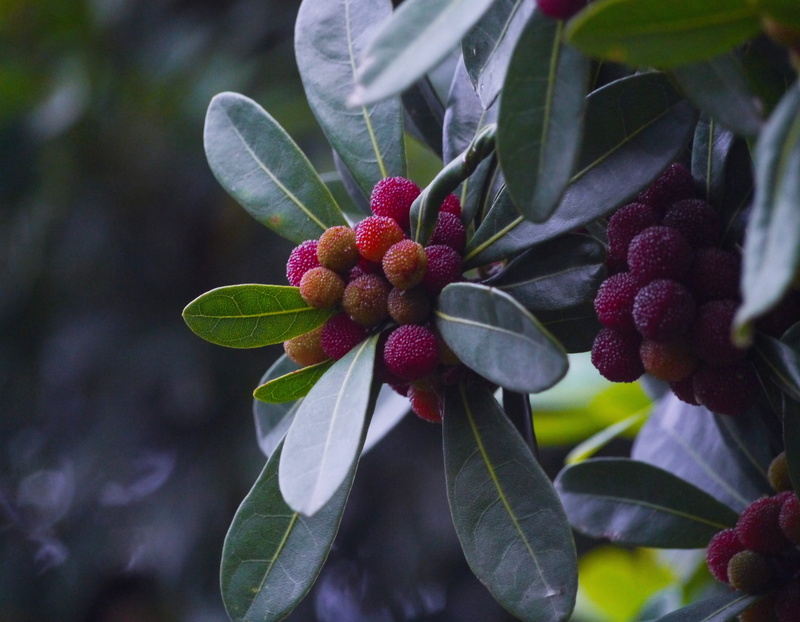 yokosuka, green Color, freshness, otsu park, otsu, nature, arboretum, beauty in nature, plant, berry Fruit, peach, food and drink, healthy eating, japan