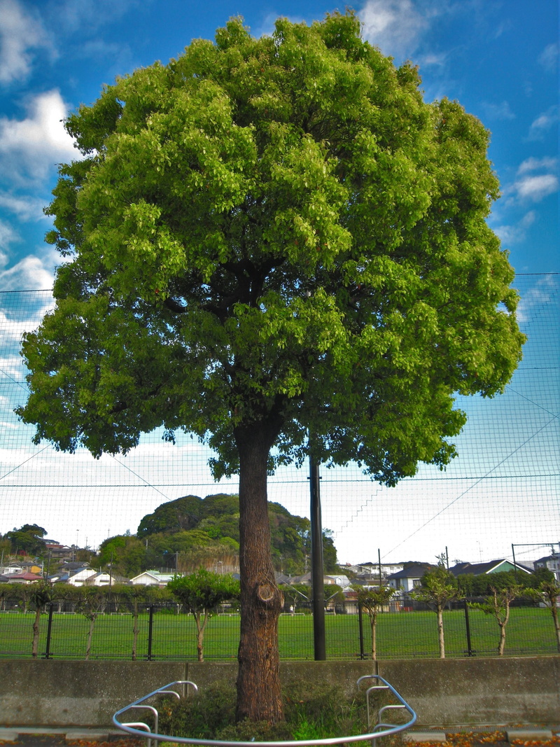 leaf, built structure, kanagawa japan, nature, fence, no people, cloud - sky, Blue Sky, yokosuka, spring, day, growth, sky, fresh green, one young leaves