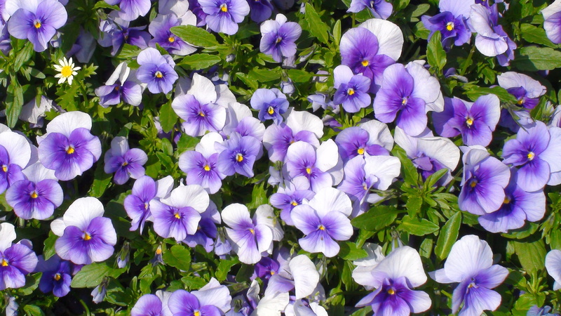 springtime, vulnerability, close-up, flowerbed, green, huang, growth, day, no people, Flowers, japan, Purple, flower head, land, otsu park, nature, high angle view