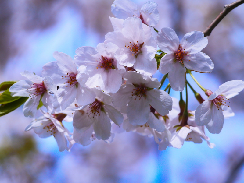 beauty in nature, leaf, close-up, cherry blossom, green, yokosuka, petal, flowering plant, up, otsu park, branch, cool, no people, kanagawa, tree, fragility