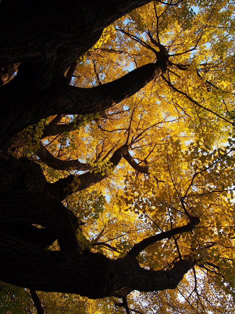 low angle view, Ginkgo Biloba, leaf, gingko tree, sunlight, Stem, Autumn, Big Tree, plant part, no People, growth, branch, tree canopy, change, tree, woodland