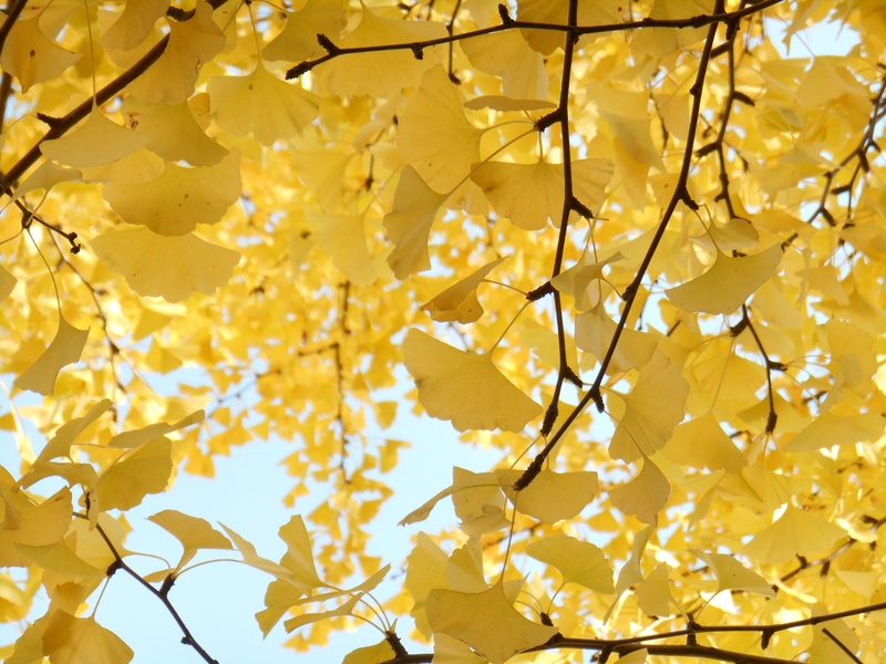 fragility, close-up, flower, autumn, growth, tree, plant part, plant, leaf, day, vulnerability, low angle view, maple leaf, full frame, beauty in nature