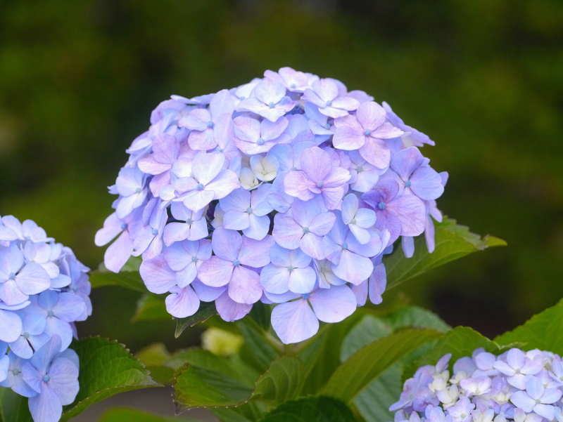 plant, plant part, beauty in nature, color, inflorescence, leaf, otsu park, lilac, flower head, yokosuka, midori, bunch of flowers, japan, flower, freshness