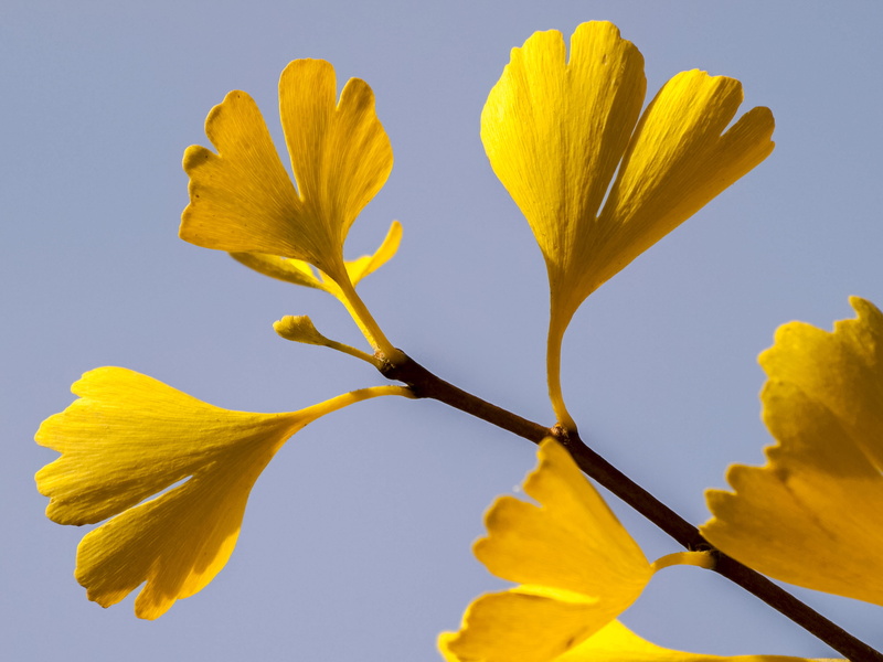 tree, gingko, yellow, flower, softness, inflorescence, petal, 4K, botany, sepal, growth, springtime, flower head, beauty in nature, close-up, flowering plant