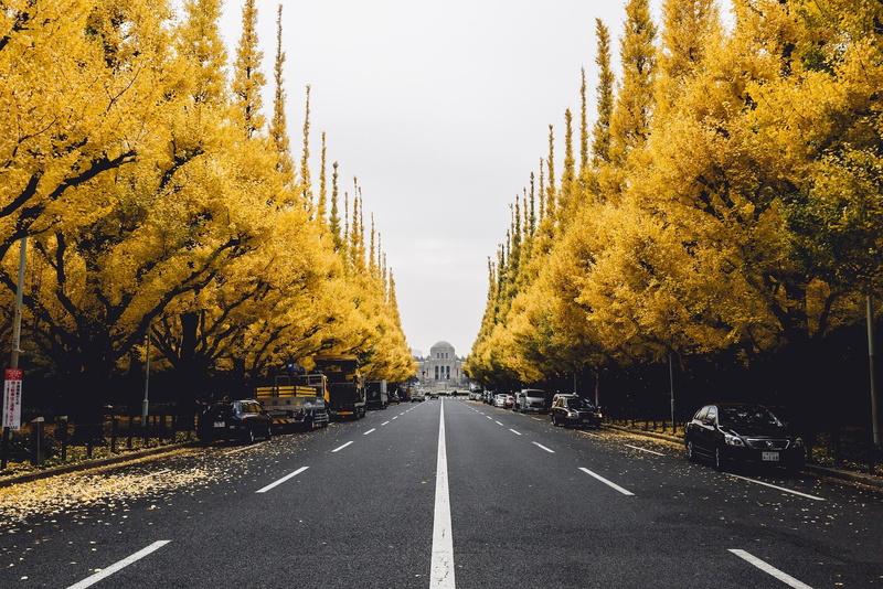 long, the way forward, road, mode of transportation, marking, transportation, car, tree, dividing line, land vehicle, sign, outdoors, motor vehicle, symbol