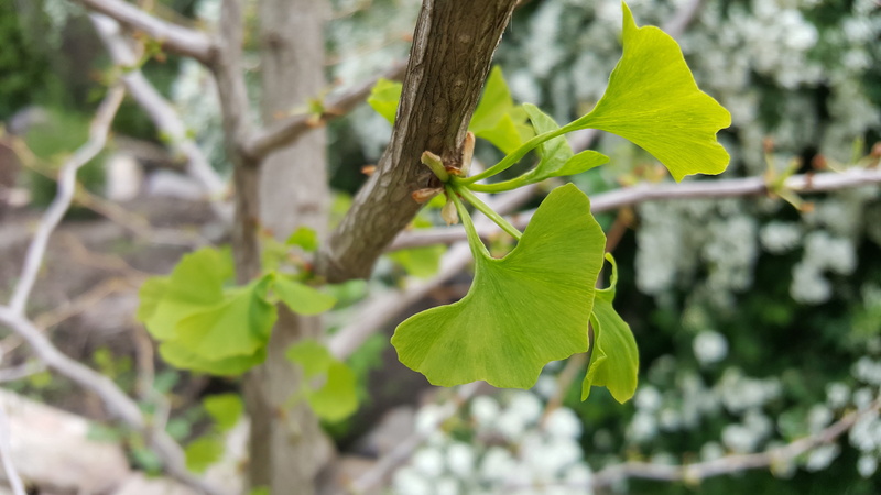 freshness, branch, outdoors, vulnerability, day, growth, beauty in nature, medicinal plant, plant part, fragility, green color, 5K, close-up, leaf, natural condition