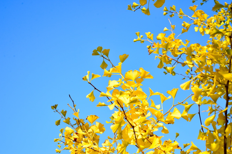 photo, vivid color, sky, autumn, 4K, landscape, no people, japan, yellow, branch, fall of japan, clear sky, day, low angle view, outdoors, beauty in nature