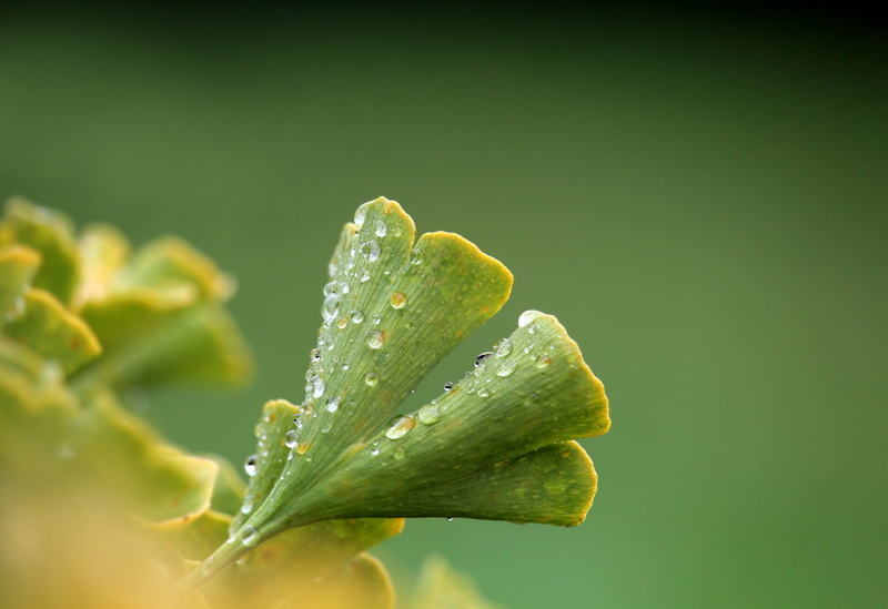 close up, raindrop, plant, close-up, background, rain, growth, freshness, outdoors, plant part, gingko, flora, fragility, beauty in nature, wet, yellow