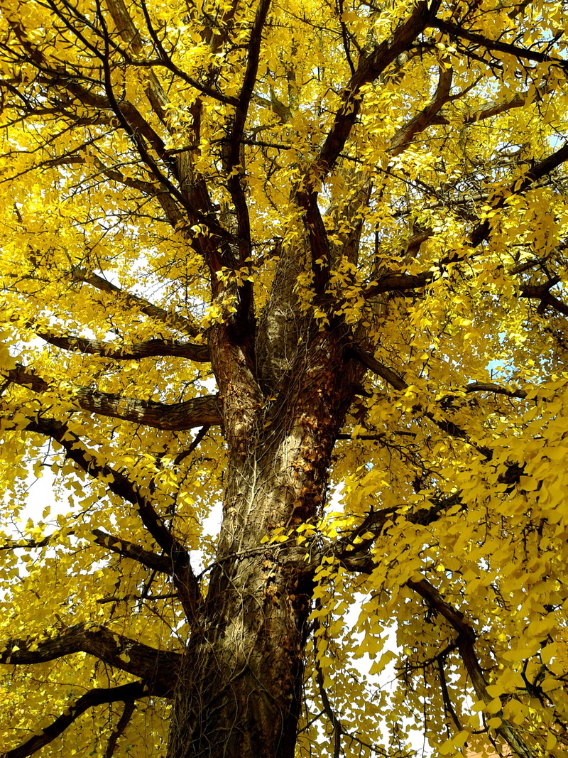 backgrounds, low angle view, season, nature, tree canopy, outdoors, bark, trunk, leaf, autumn leaves, change, autumn, beauty in nature, growth, tranquility