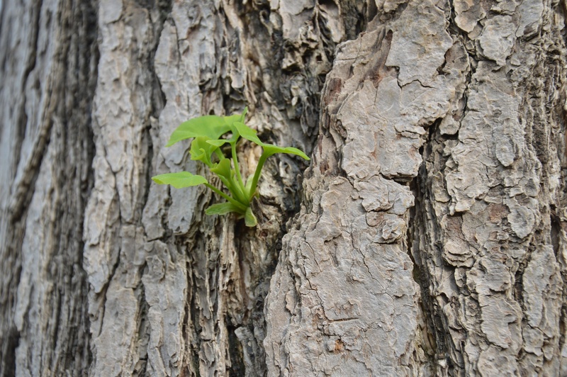 rough, bark, leaf, trunk, no people, organic, tree trunk, plant, wood - Material, animal themes, wilderness, day, animal wildlife, agriculture, gingko