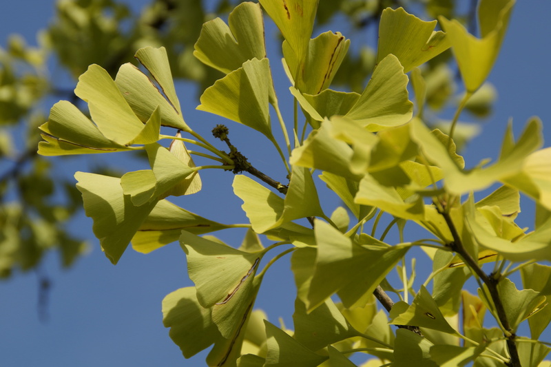 5K, leaf, freshness, china, yellow, springtime, day, green Color, no People, blue sky, branch, daytime, outdoors, green, flower head, vulnerability, sky
