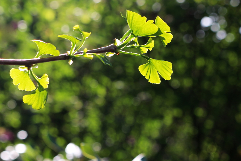 growth, plant part, selective focus, plant, yellow, 4K, fragility, no people, gingko, freshness, sunlight, tree, flower, beauty in nature, close-up, vulnerability