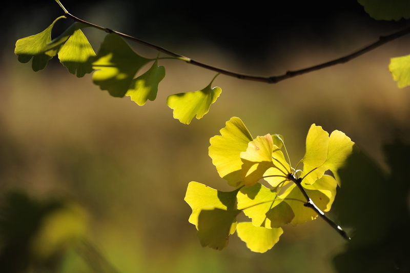 flowering plant, yellow, day, outdoors, beauty in nature, freshness, branch, solar light, tree, gingko tree, plant, close-up, vulnerability, 4K, twig