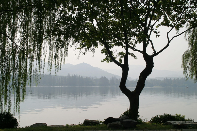 fog, no people, idyllic, bank, gingko, tranquility, non-urban scene, outdoors, near, lake, tree trunk, china, plant, ginko tree, tranquil scene, sky, beauty in nature