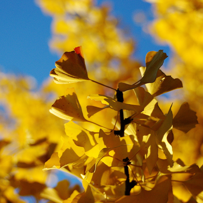 blur, sharp, ginko tree, branch, yellow, beauty in nature, no people, sunlight, vulnerability, golden autumn, ginko, photo, gingko, 2K, leaf, plant, close