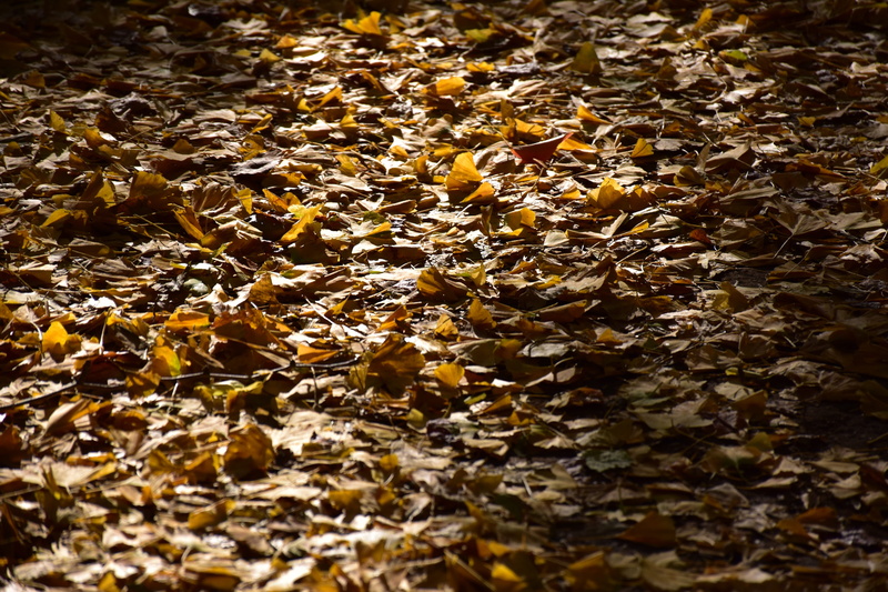 outdoors, field, texture, selective focus, abundance, leaves, autumn, leaf, gingko tree, beauty in nature, background, ground, plant part, fall, land, 5K
