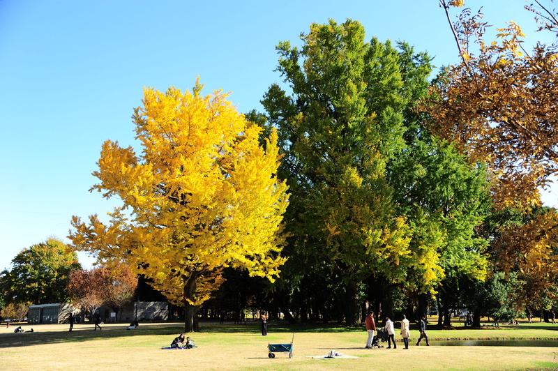 change, leisure activity, park - man made space, tree, lifestyles, day, growth, autumn, gingko tree, park, 4K, real people, people, beauty in nature, sky