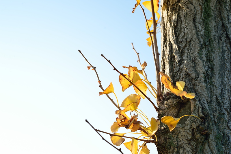 no people, growth, blue sky, landscape, leaf, branch, japan, plant, plant part, gingko tree, k, nature, natural, huang, arboretum, beauty in nature, fall of japan