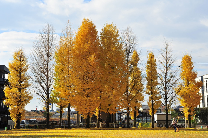 tree, growth, sky, fall, park - man made space, 4K, gingko tree, park bench, leaf, orange color, change, cloud - sky, outdoors, architecture, nature, land