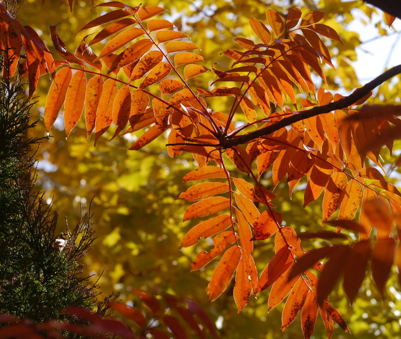 otsu, 4K, selective focus, close-up, autumnal leaves, home, day, green, orange color, japan, leaves, no people, natural condition, yokosuka, tree, branch