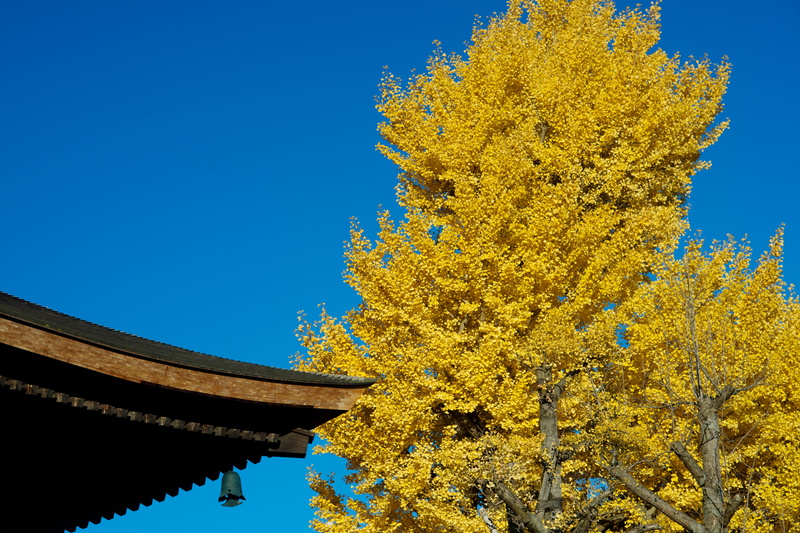 sky, day, temple, nature, 5K, built structure, autumnal leaves, yellow, beauty in nature, sunlight, growth, coniferous tree, outdoors, change, clear sky