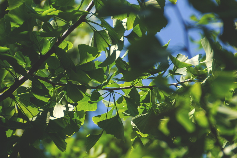 focus on foreground, tree, plant part, growth, closup, selective focus, day, no people, outdoors, summer, green, peacful, gingko, plant, green color, branch